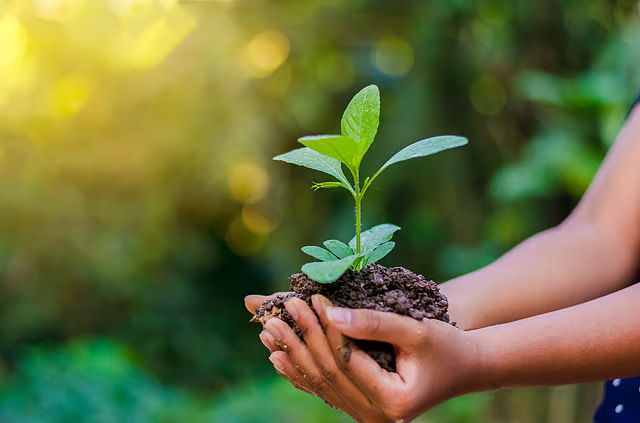Hands holding a small plant